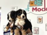 Köpek Çiftliğinden Bernese Yavrularımız