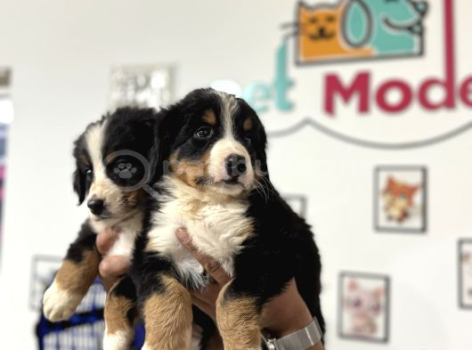 Köpek Çiftliğinden Bernese Yavrularımız görsel