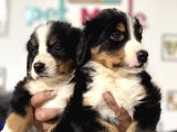 Köpek Çiftliğinden Bernese Yavrularımız