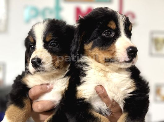 Köpek Çiftliğinden Bernese Yavrularımız görsel