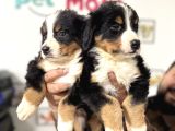 Köpek Çiftliğinden Bernese Yavrularımız