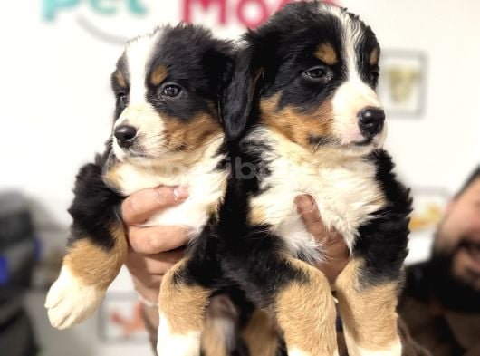 Köpek Çiftliğinden Bernese Yavrularımız görsel