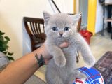 Lilac Bebekler Nadir