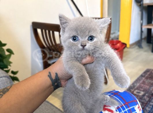 Lilac Bebekler Nadir
