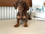 Ziyarete Açık Dachshund