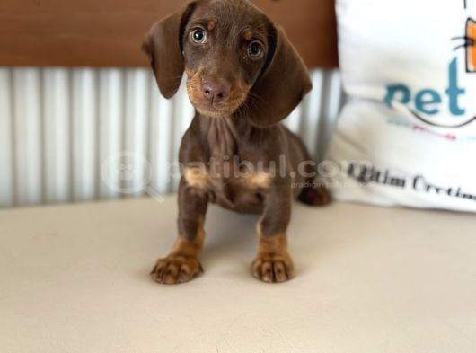 Ziyarete Açık Dachshund görsel