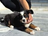 Köpek Çiftliğinden Bernese Yavrularımız