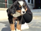 Köpek Çiftliğinden Bernese Yavrularımız