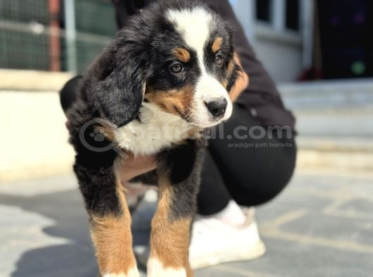 köpek çiftliğinden bernese yavrularımız