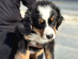 Köpek Çiftliğinden Bernese Yavrularımız