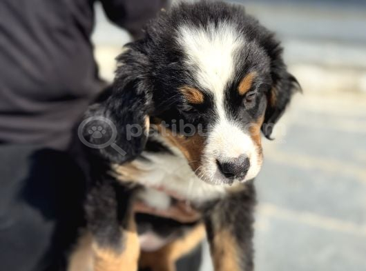 Köpek Çiftliğinden Bernese Yavrularımız görsel