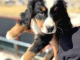 Köpek Çiftliğinden Bernese Yavrularımız