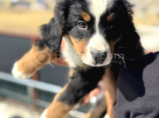 Köpek Çiftliğinden Bernese Yavrularımız görsel