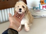 Maltipoo Yavrularımız