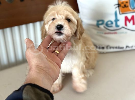 Maltipoo Yavrularımız görsel