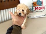 Maltipoo Yavrularımız