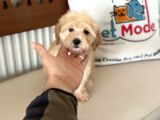 Maltipoo Yavrularımız