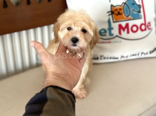 Maltipoo Yavrularımız görsel