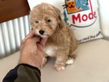 Maltipoo Yavrularımız