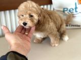 Maltipoo Yavrularımız