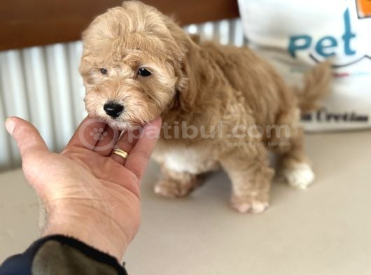 Maltipoo Yavrularımız görsel