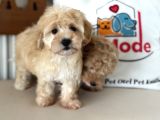 Maltipoo Yavrularımız