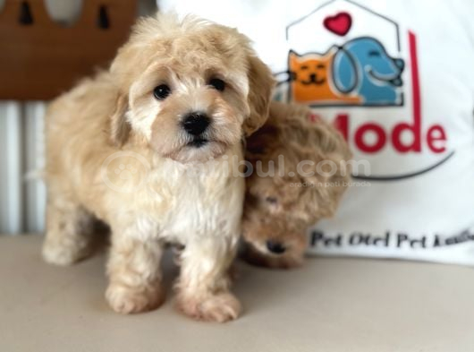 Maltipoo Yavrularımız görsel