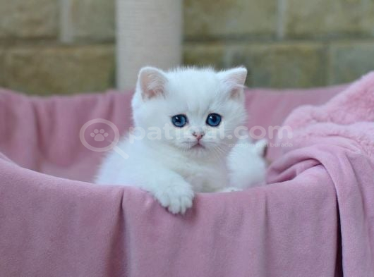 Kar Gibi Beyaz Silver British Shorthair Ns1133 görsel
