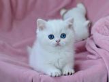 Kar Gibi Beyaz Silver British Shorthair Ns1133