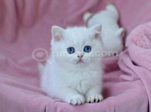 Kar Gibi Beyaz Silver British Shorthair Ns1133 görsel