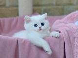 Kar Gibi Beyaz Silver British Shorthair Ns1133