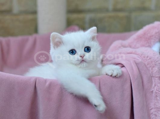 Kar Gibi Beyaz Silver British Shorthair Ns1133 görsel