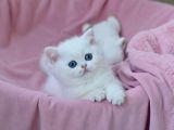 Kar Gibi Beyaz Silver British Shorthair Ns1133