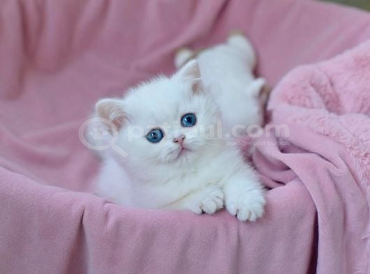 Kar gibi Beyaz Silver British Shorthair ns1133