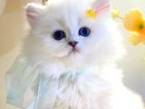 İhtişamlı Silver British Longhair Yavrumuz