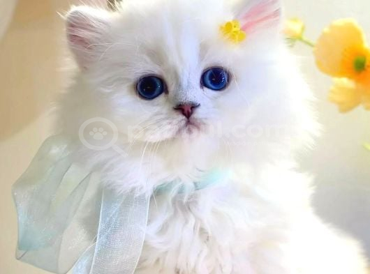 İhtişamlı Silver British Longhair yavrumuz