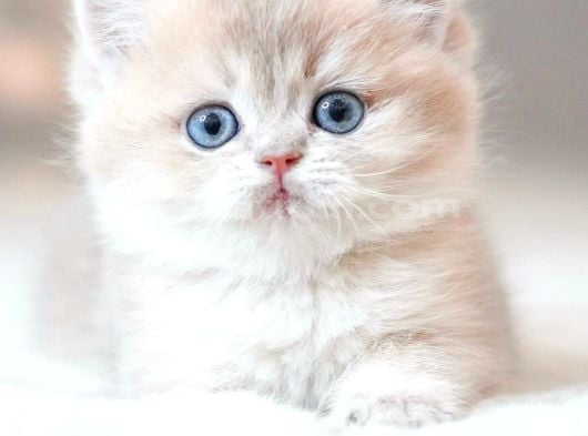 Nadir Bulunan Rengiyle  Golden British Shorthair görsel