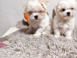 En küçük boy Maltese Terrier Kartopu Yavrularımız