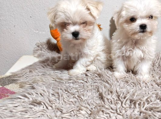 En küçük boy Maltese Terrier Kartopu Yavrularımız