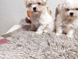 En Küçük Boy Maltese Terrier Kartopu Yavrularımız