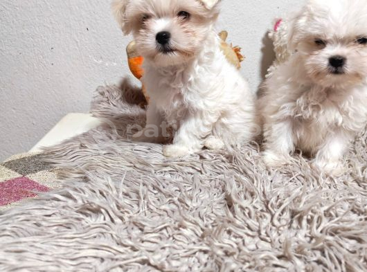En Küçük Boy Maltese Terrier Kartopu Yavrularımız görsel