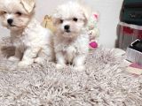 En Küçük Boy Maltese Terrier Kartopu Yavrularımız