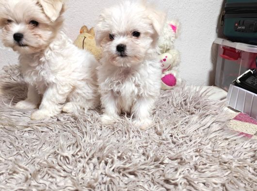 En Küçük Boy Maltese Terrier Kartopu Yavrularımız görsel