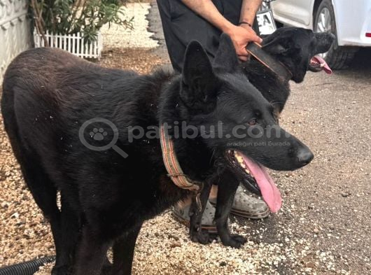 Petmode Köpek Çiftliğinden Sçr Li Black Solid Alman Kurdu görsel