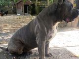 1 Buçuk Yaşında American Bully