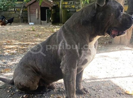 1 Buçuk Yaşında American Bully görsel