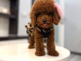 Toy Poodle Yavrularımız Aşk Tadında