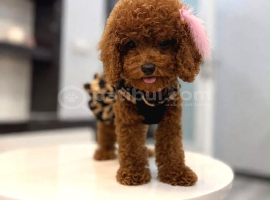 Toy Poodle Yavrularımız Aşk Tadında görsel