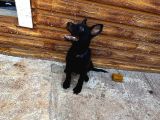Petmode Köpek Çiftliğinden Sçr Li Black Solid Alman Kurdu