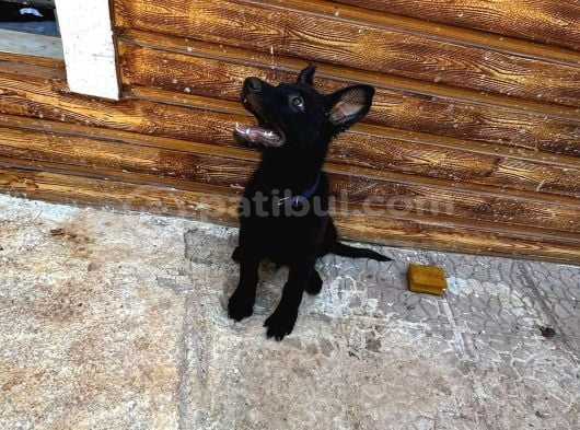 Petmode Köpek Çiftliğinden Sçr Li Black Solid Alman Kurdu görsel